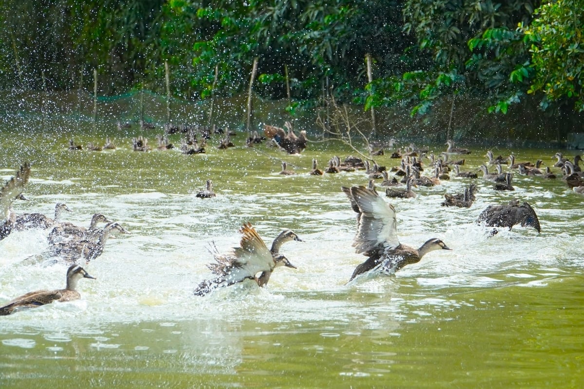 Raising wild ducks brings fourfold profit to Vietnamese farmers