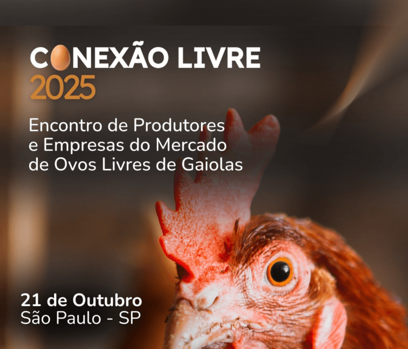 galinhas livres de gaiolas