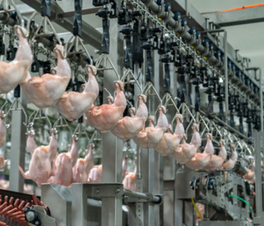Chile suspende importaciones avícolas desde Argentina por Influenza Aviar y reabre mercado a Brasil