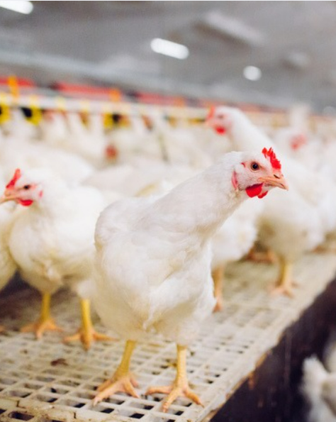infertilidad en gallinas reproductoras