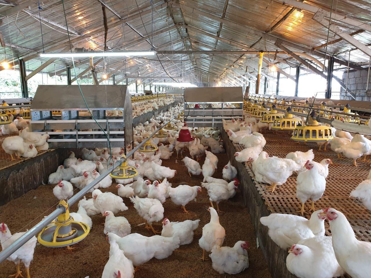 Three Acre Farms’ revenue drop shows poor demand
