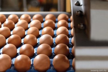 Teo Seng profit jumps 60% in Q2 2025 on egg subsidies