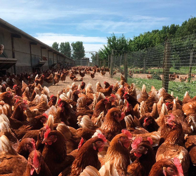 Cage-free egg