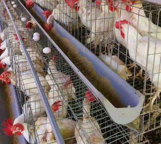 Cage-free egg