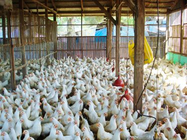 Philippines’ FDA greenlights first avian influenza vaccine