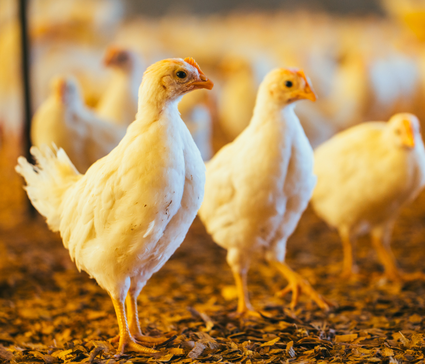 Avanços na pesquisa científica e colaborações estratégicas impulsionam o bem-estar animal no Brasil