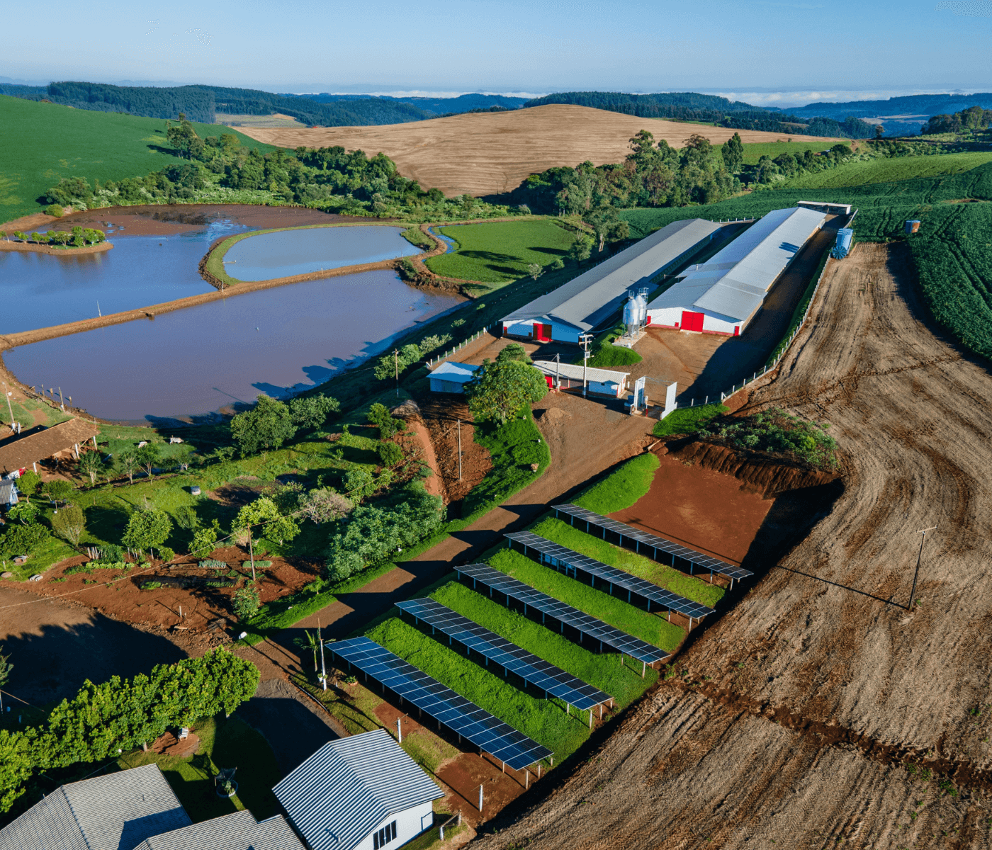 Volume de aves e suínos produzidos com energia solar pela BRF ultrapassa 60%