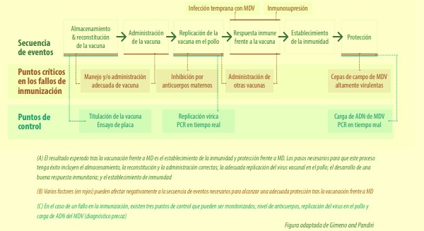 Enfermedad de Marek: Diagnóstico Progresivo y Claves para el Control Vacunal