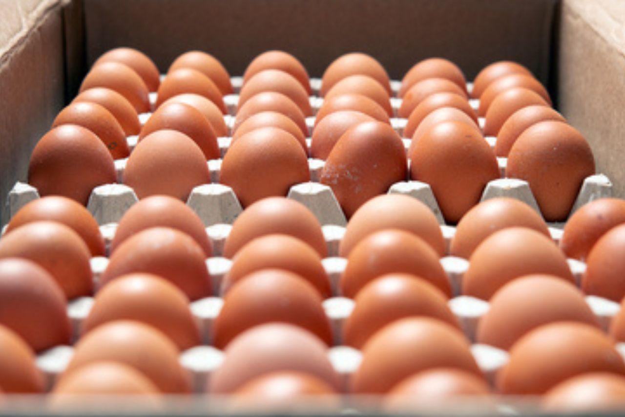 Exportaciones brasileñas de huevos crecen más del 190% hasta agosto de 2025