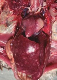 Marek's disease