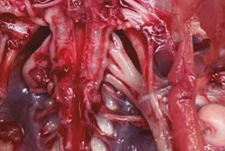  Marek's disease