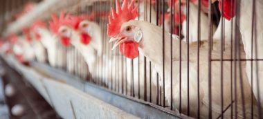 Poultry production