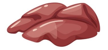 Desarrollo hepático en gallinas ponedoras brown durante la cría y recría