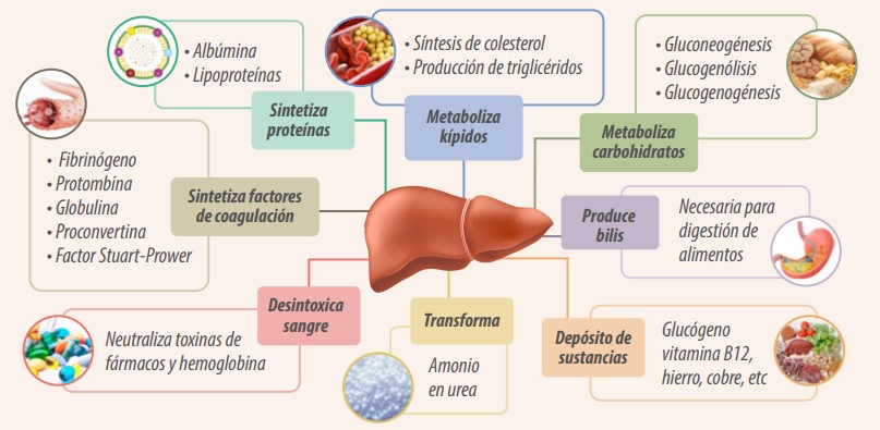 Desarrollo hepático en gallinas ponedoras brown durante la cría y recría
