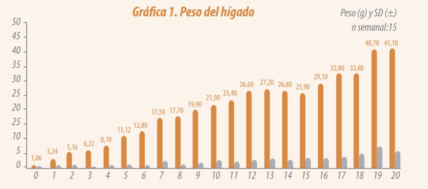 Desarrollo hepático en gallinas ponedoras brown durante la cría y recría