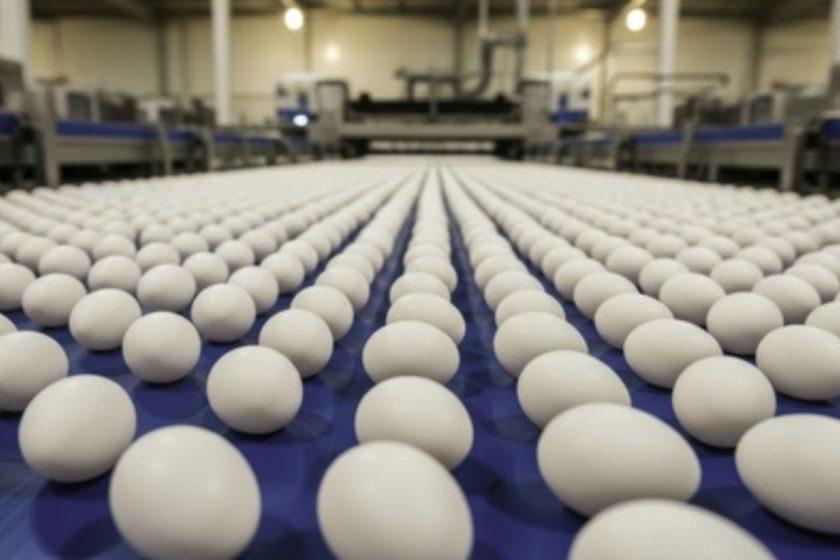 Récord Histórico de Consumo de huevos en Argentina: Un logro del sector avícola
