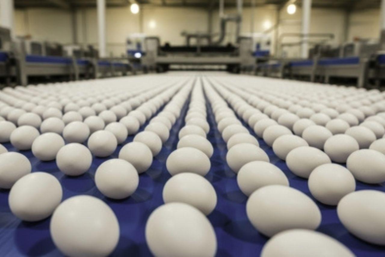 Récord histórico de consumo de huevos en Argentina: Un logro del sector avícola