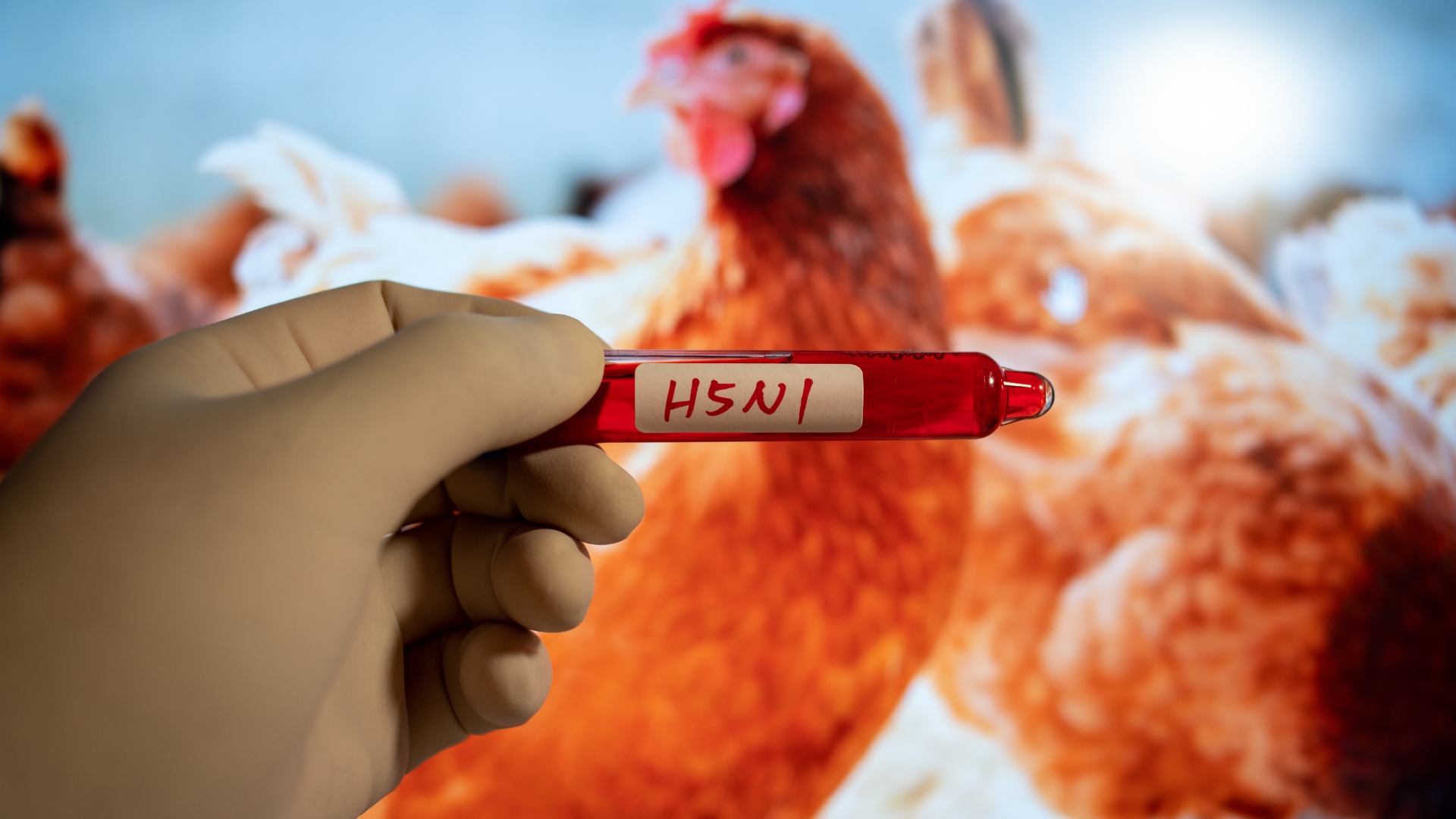 Việt Nam tăng cường cảnh giác trước cúm gia cầm A/H5N1 
