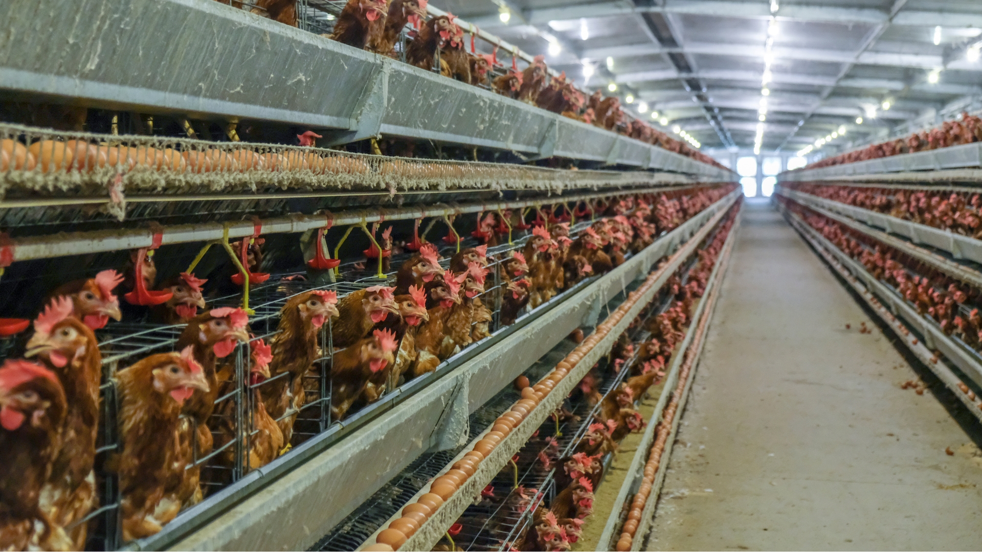 Vietnam’s Ha Tinh province promotes safe and efficient poultry farming