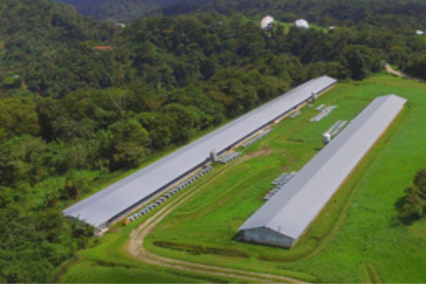 INDUSTRIA AVÍCOLA EN PANAMÁ