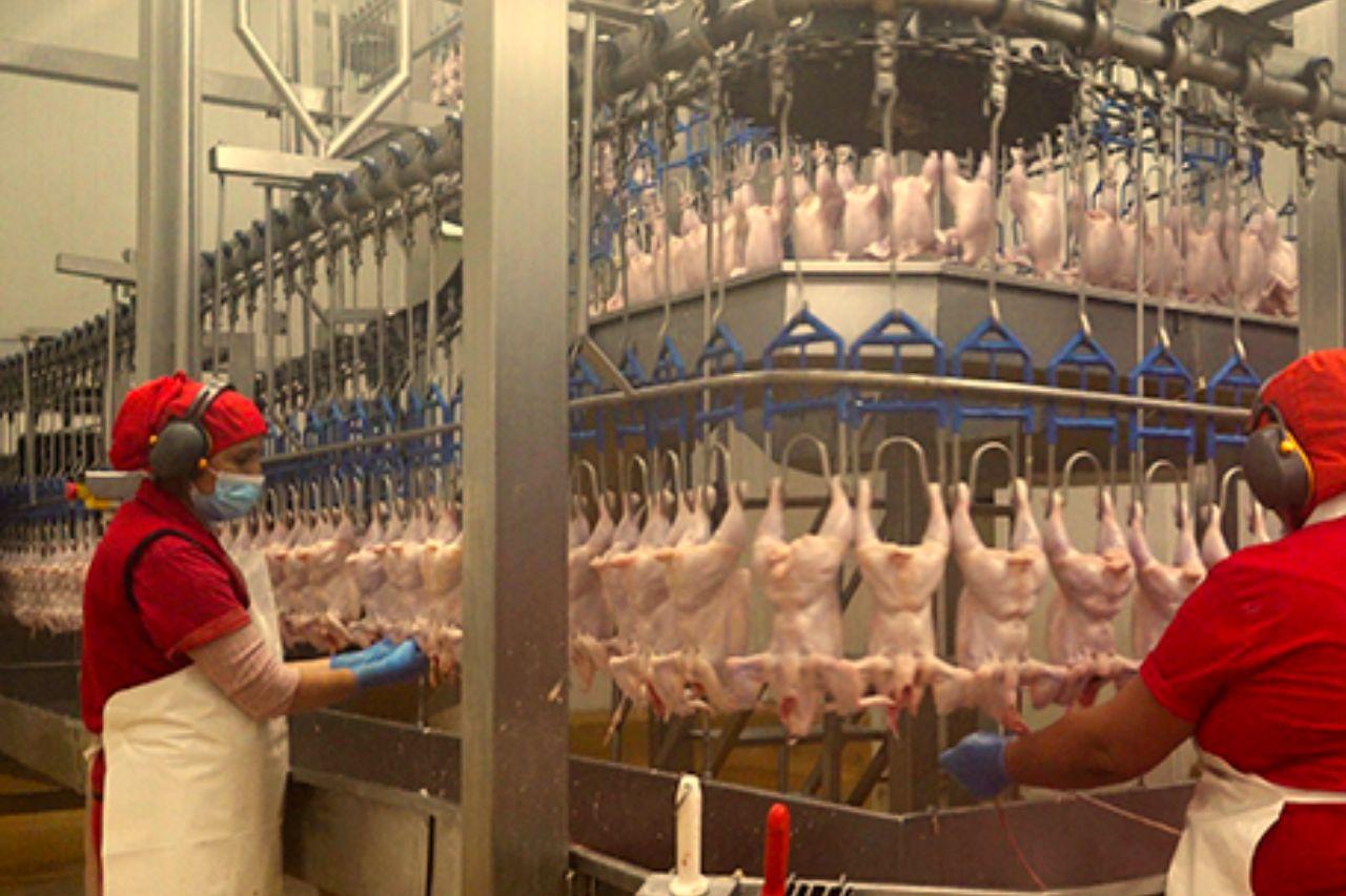 Perú impulsa apertura de nuevos mercados para la carne de ave