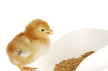 Feed formulation