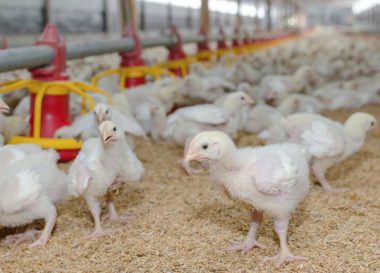 Antibiotic Growth Promoters