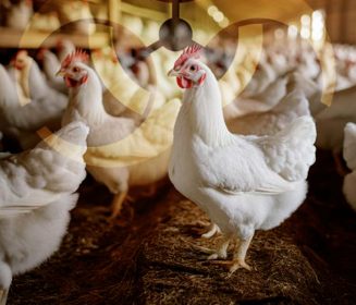 Biosecurity as a Cornerstone of UK