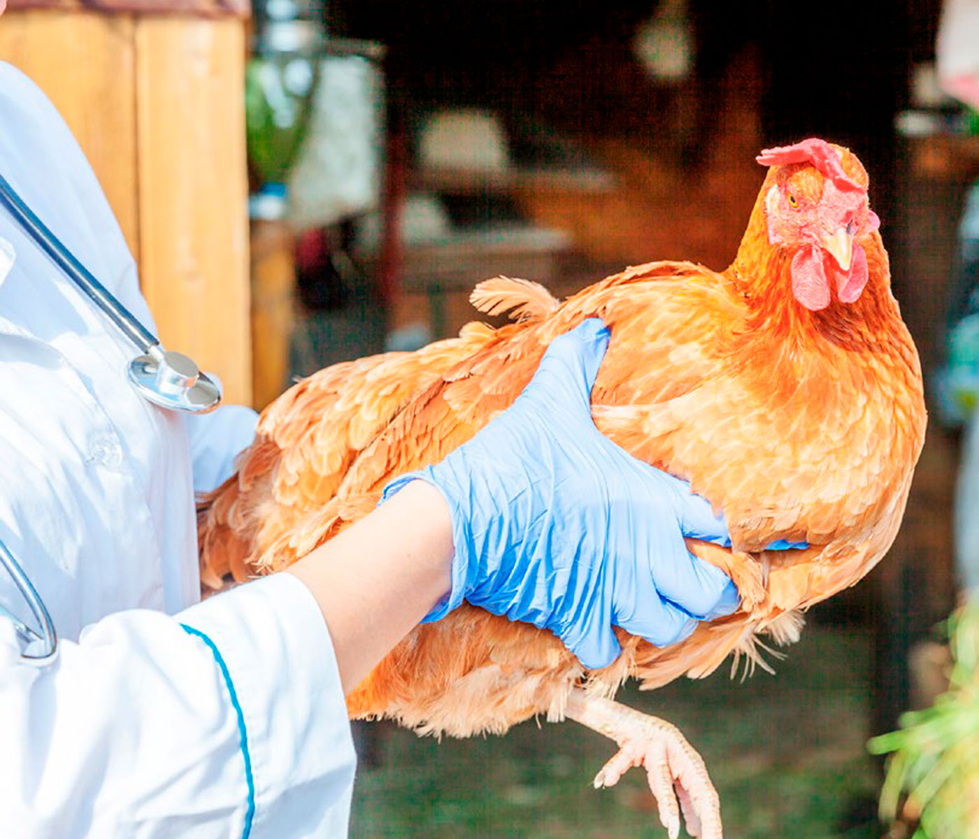 The Importance of Marek’s Disease and Lymphoid Leukosis in Family and Backyard Poultry Farming – Part I