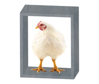 Poultry Production Without Antibiotic Growth Promoters in Feed