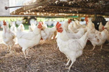 Uruguay: Aprueba manual de buenas prácticas para la avicultura familiar comercial