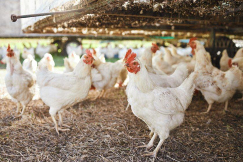 Uruguay: Aprueba manual de buenas prácticas para la avicultura familiar comercial
