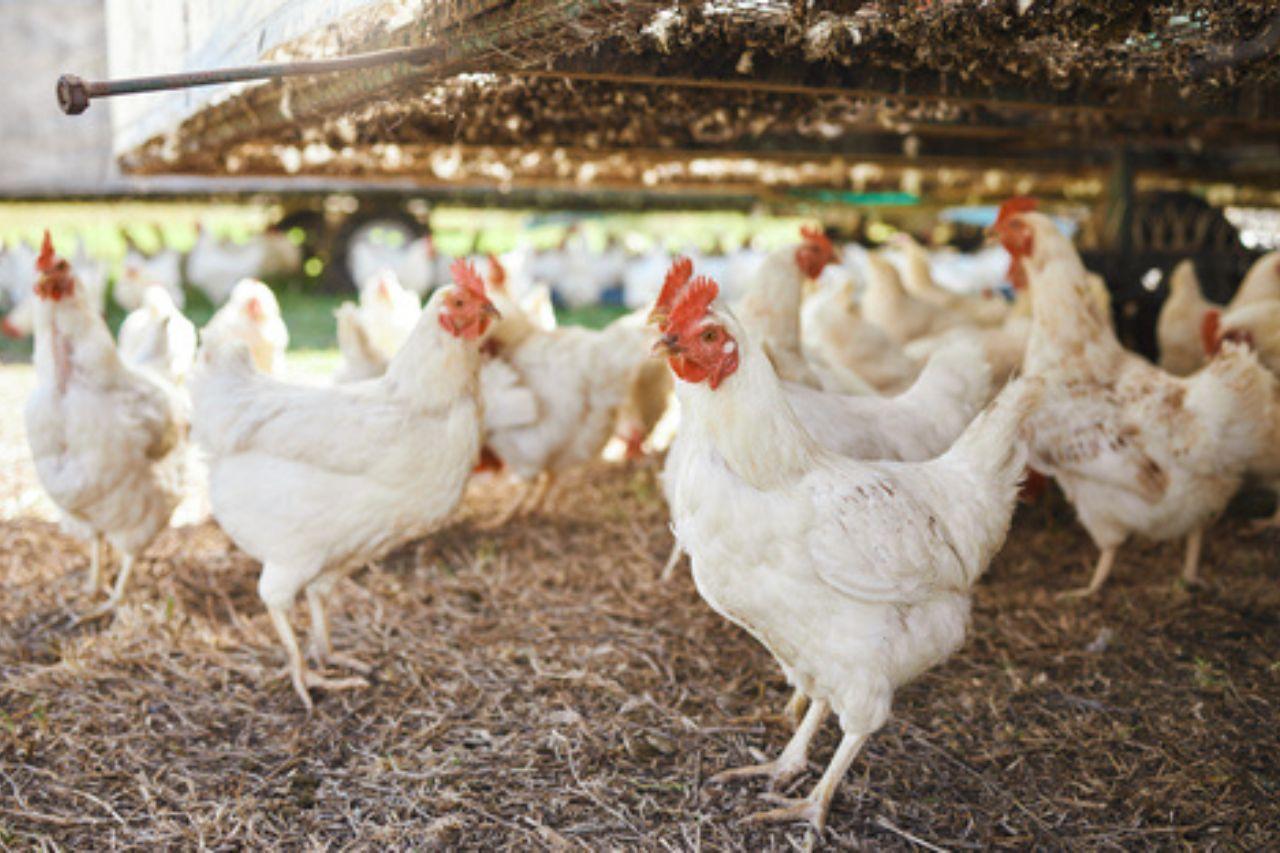 Uruguay: Aprueba manual de buenas prácticas para la avicultura familiar comercial