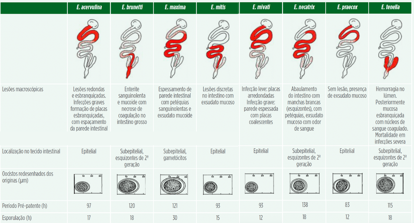 Tabela 1 - Características de diagnóstico Eimeria spp. em frangos, adaptado de Long and Reid (2010).