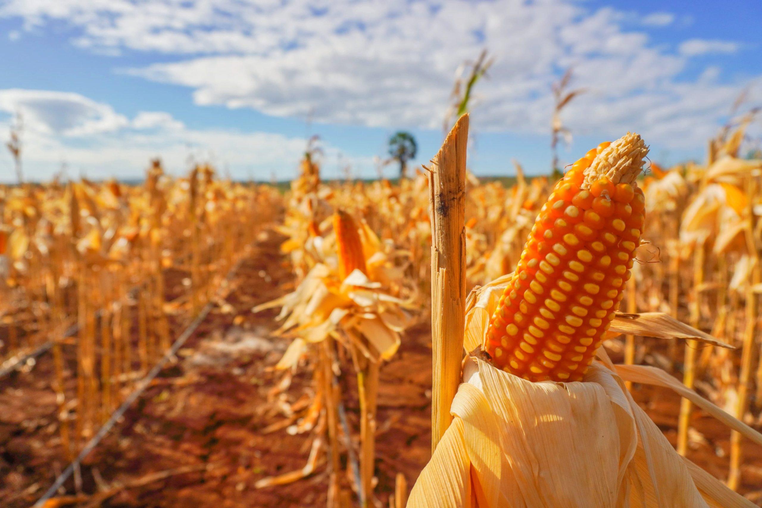 BPS: Penurunan produksi jagung picu kenaikan harga daging ayam dan telur