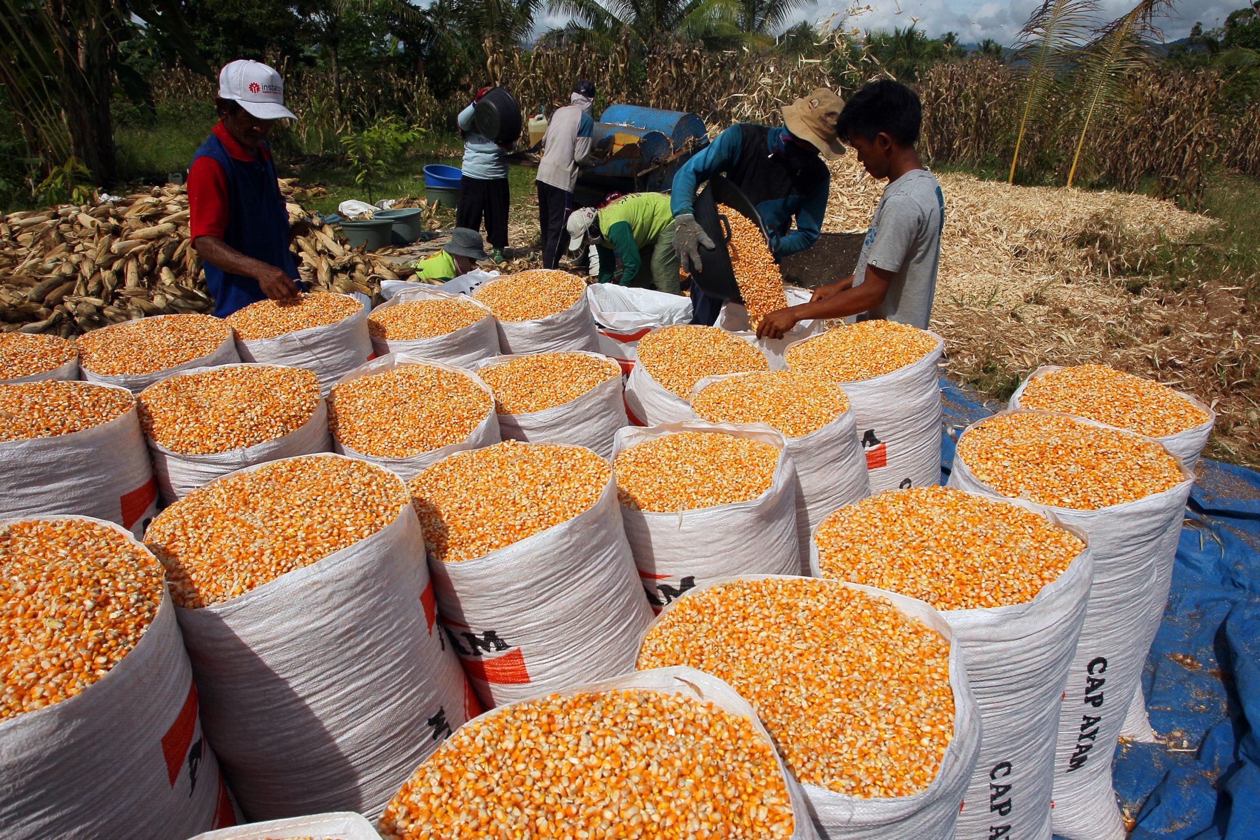 Pemerintah siap gelontorkan 52.400 ton jagung untuk bantu para peternak ayam petelur
