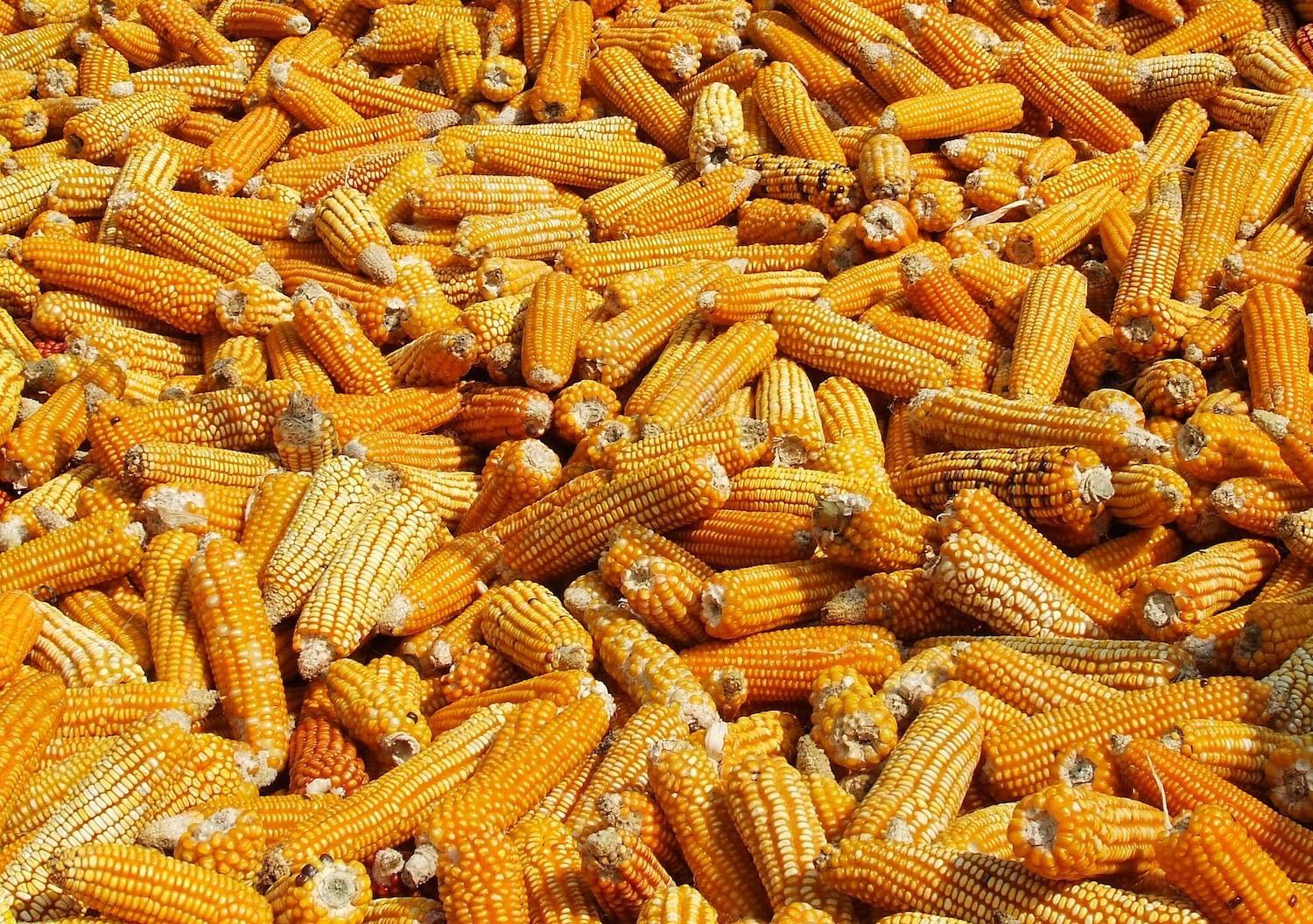 Thai govt engages stakeholders to boost credibility in corn production data