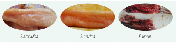 Figura 1 – Lesões macroscópicas em intestino de frangos de corte causadas por Eimeria spp.