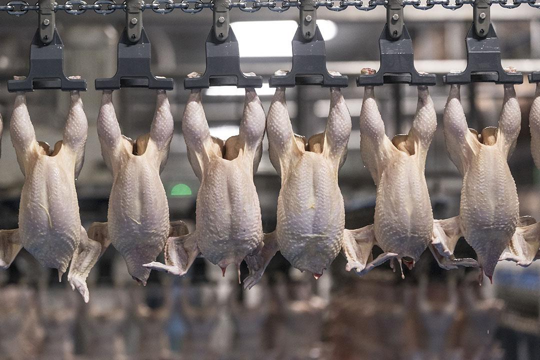 European poultry sector strengthens engagement with Vietnamese consumers