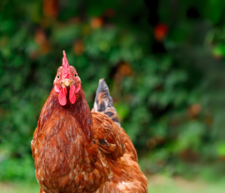 IGUSafe como herramienta nutricional frente al síndrome del hígado graso hemorrágico en gallinas ponedoras