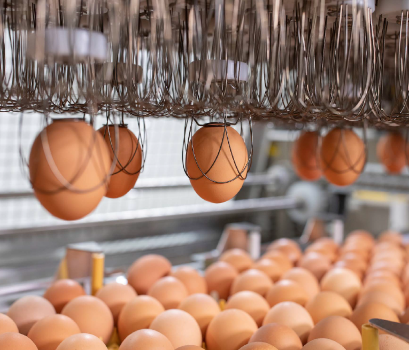 Eliminación precisa de huevos no viables: un paso que las...