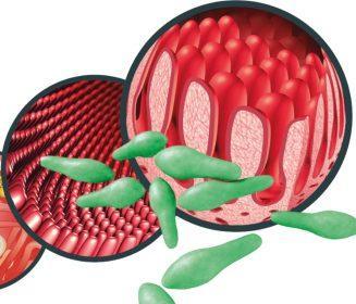 B-Act® Probiótico a base de Bacillus licheniformis que previene el impacto negativo de Clostridium perfringens