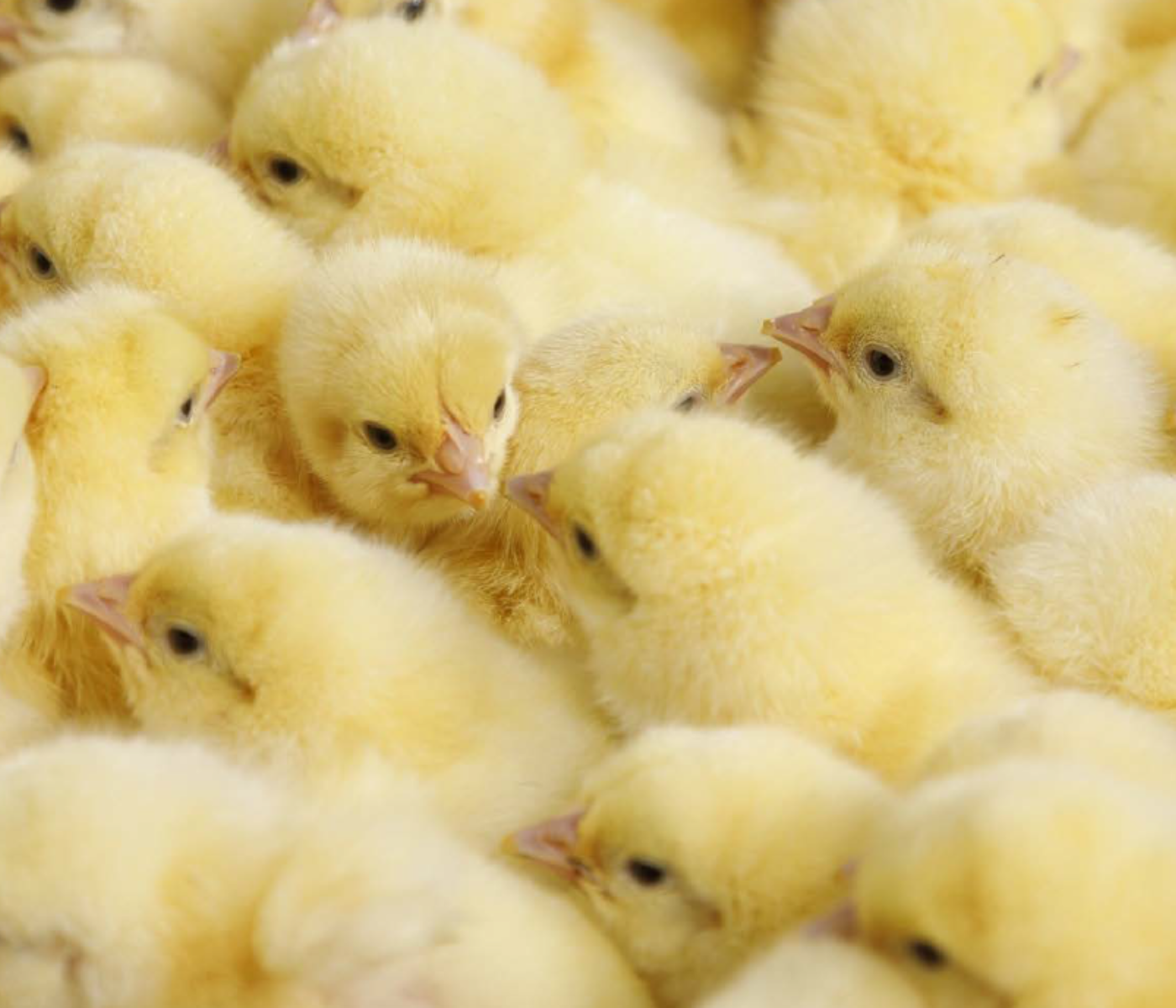 Chick quality control: assessing the quality of day-old chicks at the hatchery