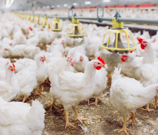 Nutrición en pollos de engorde: estrategias para mejorar el rendimiento y la salud intestinal
