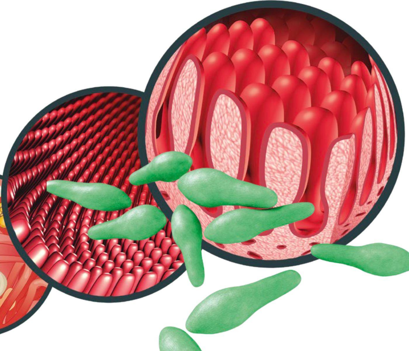 B-Act® Probiótico a base de Bacillus licheniformis que previene el...