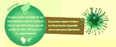 Enfermedad de Marek: Diagnóstico Progresivo y Claves para el Control Vacunal