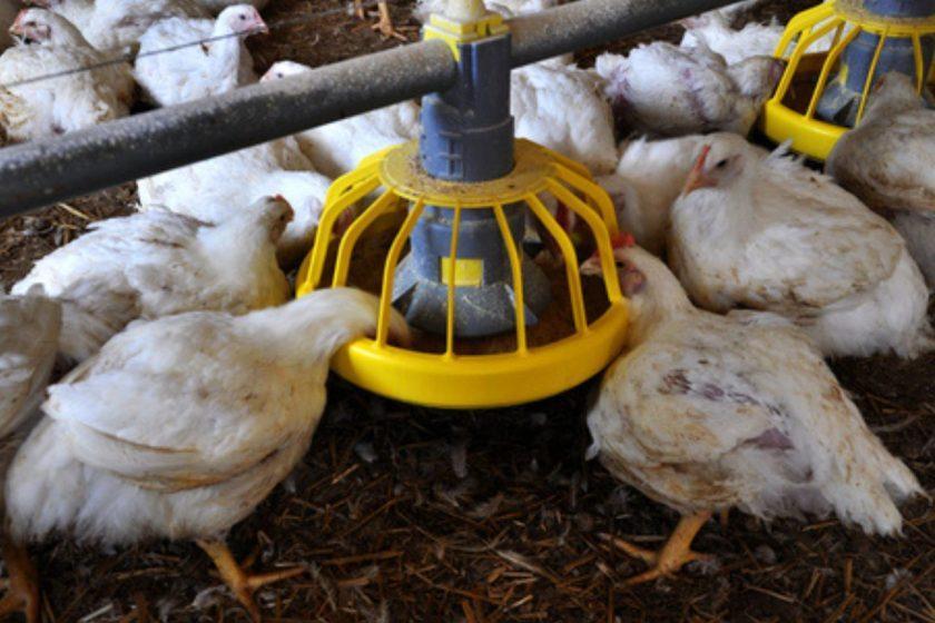 Bolivia: Escasez de maíz pone en jaque la producción de pollo