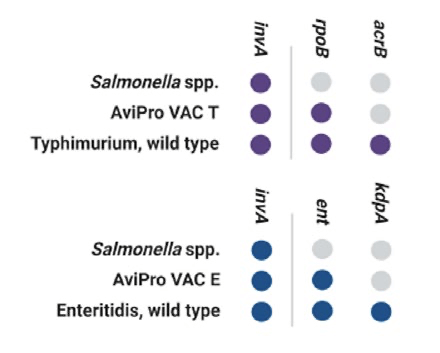 Diferenciación de cepas vacunales AviPro® Salmonella