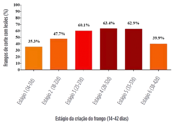 Gráfico 1. Porcentagem de frangos afetados por lesões de Eimeria sp. ao longode seis estágios do período de criação (14–42 dias) em empresas avícolas comerciais no Brasil (n=8.423), de 2012 a 2022.