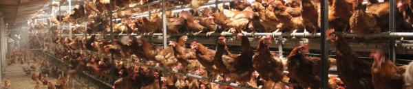 Futuro cage-free no Brasil não se garante comprando pelo preço, alerta Vencomatic